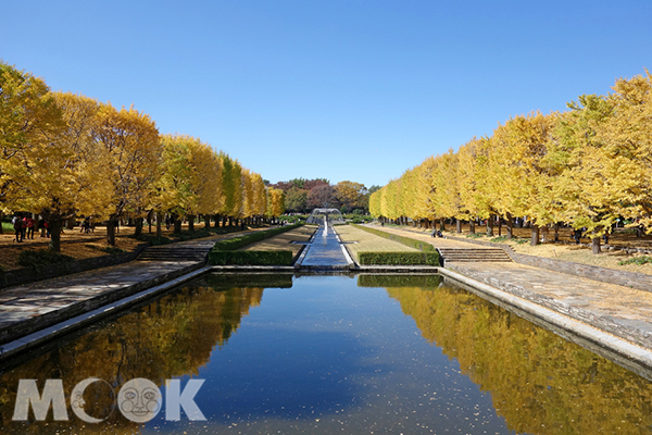 國立昭和紀念公園每年銀杏的最佳觀賞期為11 月上旬至11 月下旬。