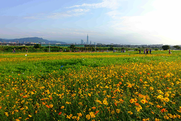 台北美堤河濱公園有一大片燦爛的波斯菊花海(圖／台北市政府水利工程處，以下同)