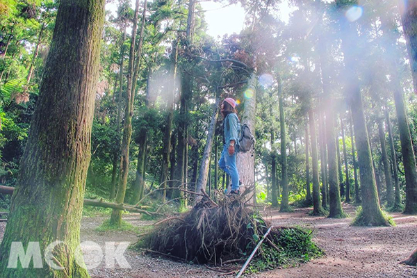 帶女友往山裡去！陽明山一日約會行程大公開