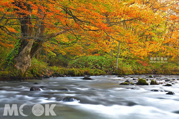 奧入瀨溪畔的紅葉，美如畫。 (圖／漫步在雲端的阿里山)