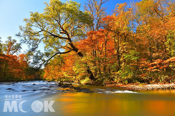 楓紅映在溪畔，讓整條河流充滿秋意。 (圖／漫步在雲端的阿里山)