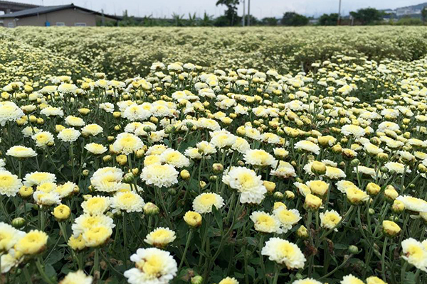 今年苗栗銅鑼的杭菊陸續盛開中，花景浪漫又俏麗(圖／銅鑼鄉農會，以下同)