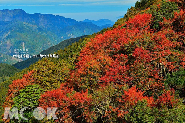 山上的紅葉陸續轉紅。 (圖／漫步在雲端的阿里山)