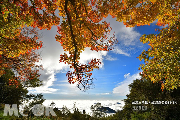 鮮豔的楓紅配上阿里山的雲海，此景美如畫。 (圖／漫步在雲端的阿里山)