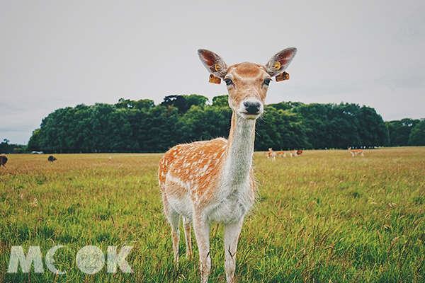 鳳凰公園內野生的黇鹿。 (圖／MOOK景點家莫菲)