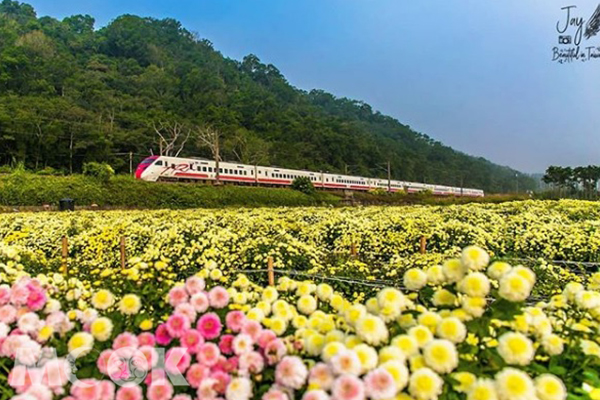 位於苗栗銅鑼的花海美景配上火車鐵道。 (圖／jaylove791206)