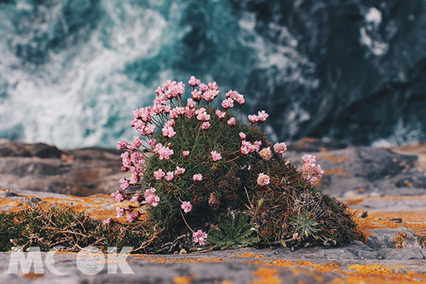 島的四周有許多懸崖峭壁，而峭壁上會開出許多可愛的粉色小花。 (圖／MOOK景點家莫菲)