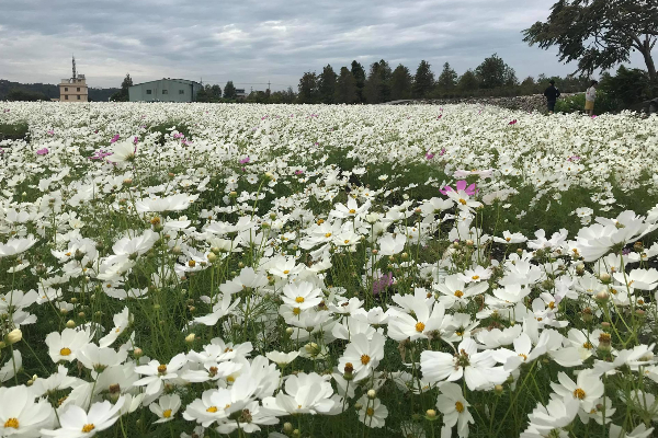 八公頃50色七彩花海！中社秋冬百合花季絢麗登場