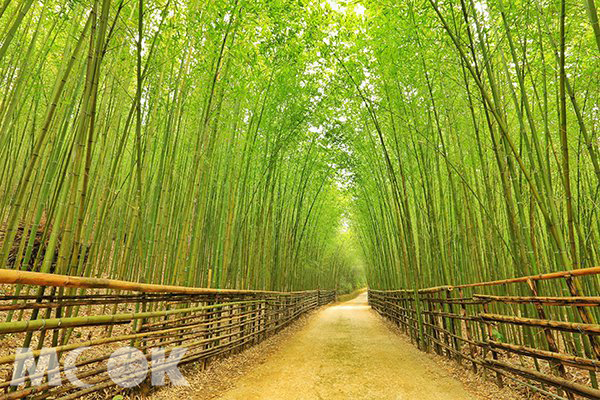 秒飛京都嵐山 ！全台四大必訪竹林秘境