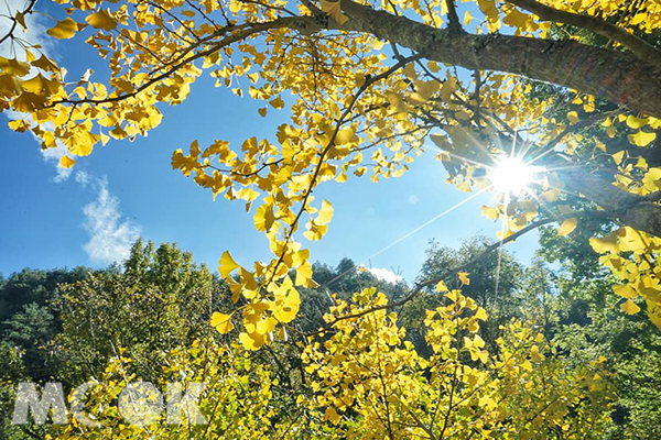 銀杏葉轉黃後在陽光的照射下透亮金黃。