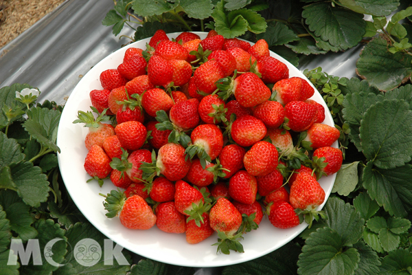 苗栗大湖盛產草莓，是許多遊客造訪的主要原因。 （圖／MOOK景點家)