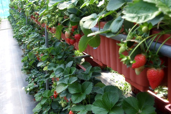採草莓是冬、春季節假日親子出遊的熱門休閒活動。 (圖／內湖草莓園)