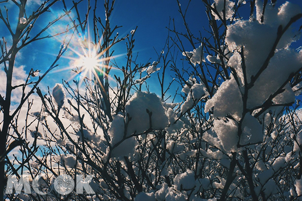 於春季前往，能看見雪未融依附於樹枝上的美麗景象。 (圖／MOOK景點家莫菲)