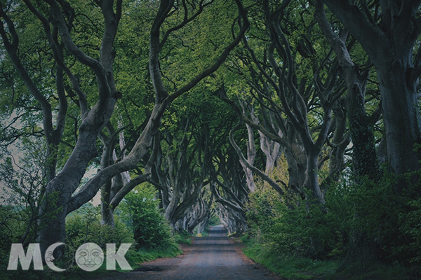 世界有名的暗黑樹籬，位於北愛爾蘭。 (圖／MOOK景點家莫菲)