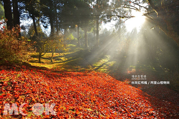 於阿里山植物園的晨光灑在遍地紅葉毯上。 (圖／漫步在雲端的阿里山，以下同)