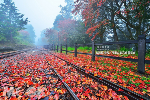 落葉鋪滿軌道的台灣紅窄楓，於阿里山對高岳觀景台。