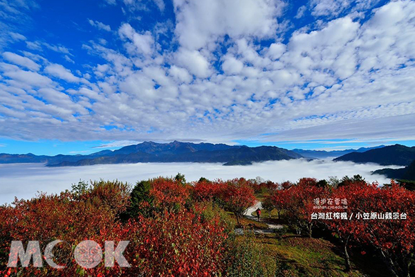 於小笠原山的觀景台，能眺望遠方山峰與雲海，搭配台灣紅窄楓美不勝收。