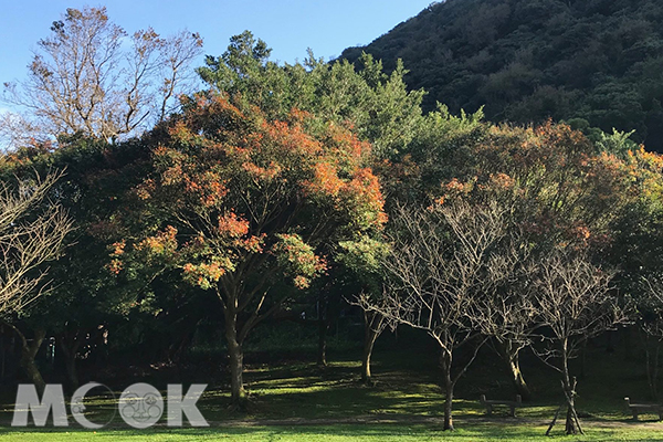 隨然不像日本、韓國那樣紅豔，但陽明山上的山光水色渾然天成也更容易親近。