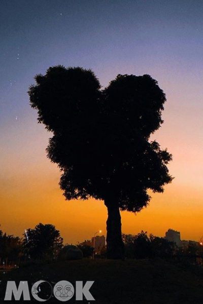 夕陽暮色下的米奇樹有種奇幻的感覺。 (圖／houhou_zi)