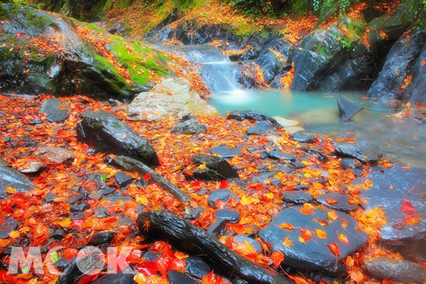 宛如日本河谷秘境！超美楓紅落葉禪風水景