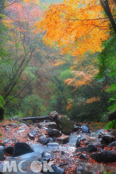 好像電影般的薄霧與火紅楓葉。 (圖／漫步在雲端的阿里山)