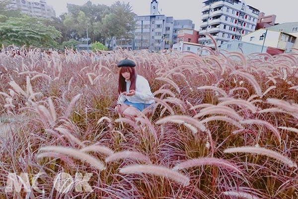 台中康橋河濱公園有一片紫色狼尾草花海(圖／eu_0420)