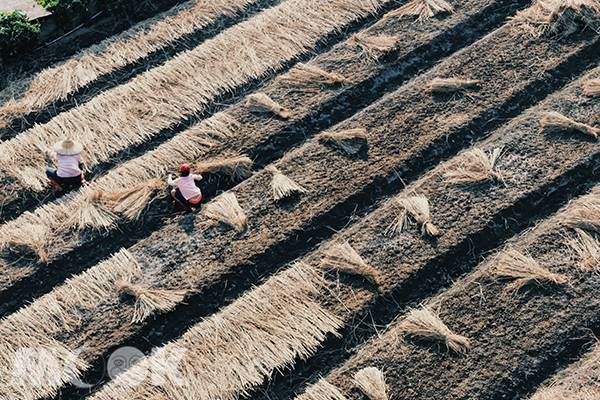 銅鑼鄉野間稻田中的農民。