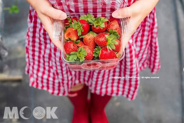 渡假村內的果園能體驗採草莓的樂趣更能帶回家享用。 (圖／molly888666)