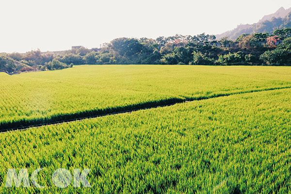 陽光下翠綠的稻田，是台灣鄉間最美的風景。