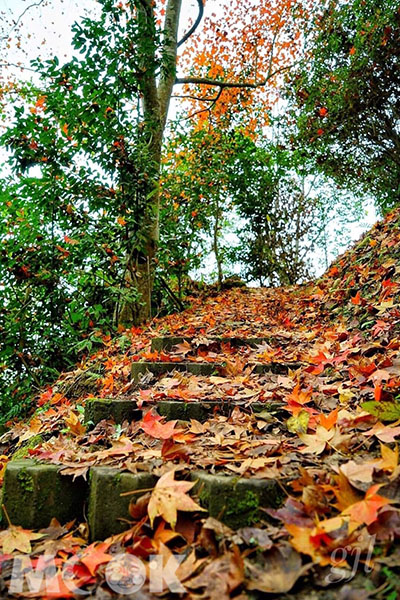 橘紅的落葉鋪滿了整個步道。