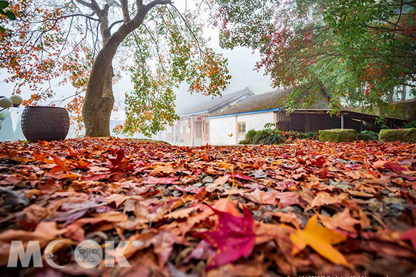 楓紅紅霧濛濛！超浪漫秘境遍地紅葉