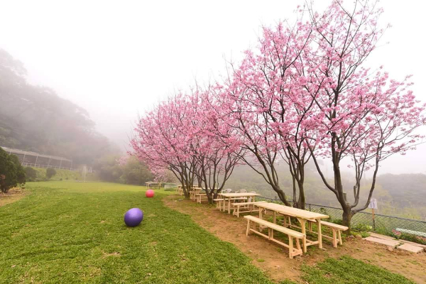 運氣好還能見到滿山谷薄霧濛濛配上粉嫩嬌豔的櫻花。 (圖／桃樂絲森林，以下同)