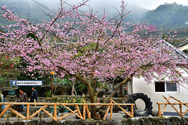 太和樟樹湖河津櫻盛開 (圖／漫步在雲端的阿里山，以下同)