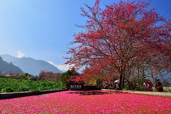 1月下旬是草坪頭櫻花季，宛如花毯般。 (圖片提供／漫步在雲端的阿里山)