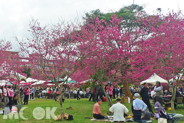 暨大櫻花祭，校內有上千株的台灣山櫻花與日本八重櫻。(圖片提供／國立暨南國際大學)