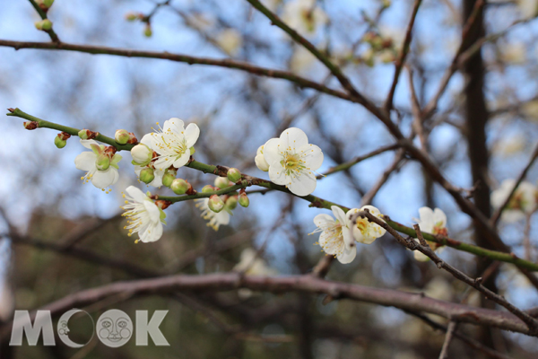 士林官邸內梅花初綻。（圖/台北市政府，以下同）