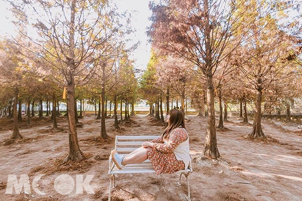 中科落羽松有擺放白色公園椅供遊客拍攝意境美照(圖／eu_0420，以下同)