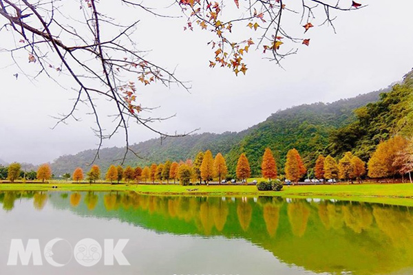 蜊埤湖的落羽松美景(圖／s4752147，以下同)