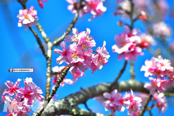 絕美的櫻花配上湛藍天空，美到不行。 (圖／漫步在雲端的阿里山)
