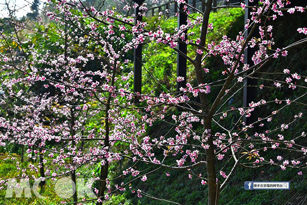 阿里山綠草如櫻配上粉嫩河津櫻也非常好看。 (圖／漫步在雲端的阿里山)