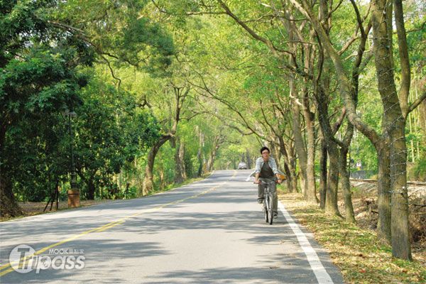 綠蔭盎然的集集綠色隧道，騎車迎風吹拂暢快身心。 （圖／墨刻編輯部）