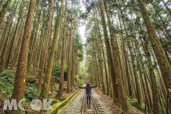 二萬坪的森林鐵路柳杉林，整個超壯觀。 (圖／shengkai_travel)