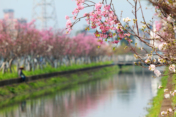 延綿河畔一公里的櫻花林，粉嫩嬌豔超好拍。 (圖／宜蘭羅莊櫻花步道，以下同)