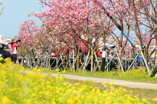 每年2月宜蘭的羅莊櫻花步道櫻花盛開，美不勝收。