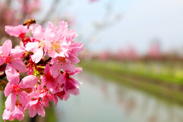 粉嫩嬌豔的櫻花怎麼拍都美。