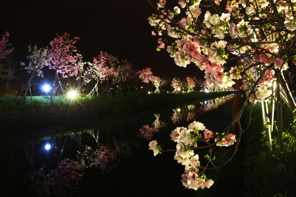 去年的羅莊櫻花步道還有打燈，還能欣賞夜櫻的美。