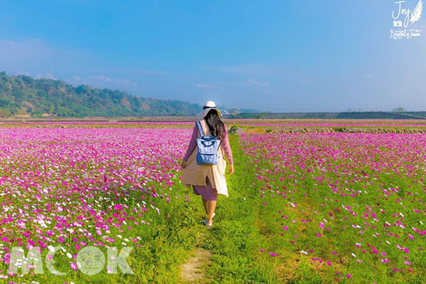 療癒的粉色花海，想拍美照也要注意走在田埂，小心不要破壞田地。(圖／jaylove791206)