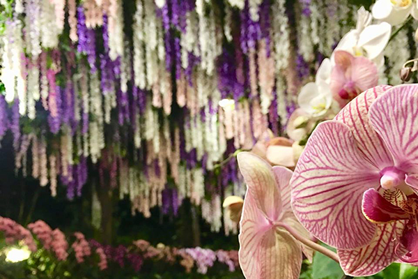 紫藤瀑布襯出蘭花一番風情。