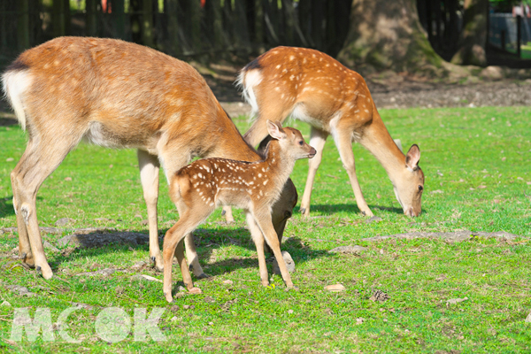 「奈良縣」奈良公園擁有1,000頭以上的野生鹿