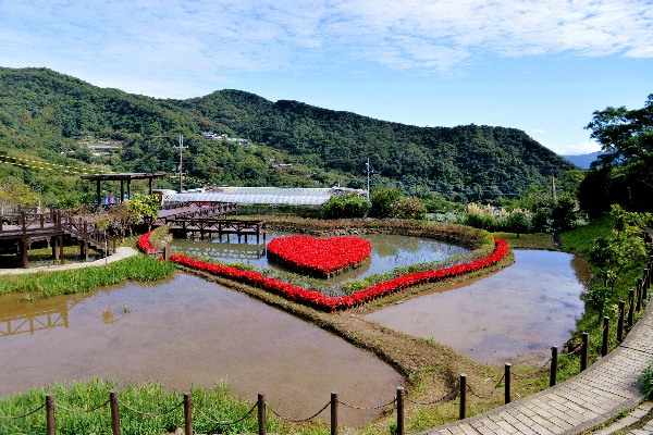 同心池花X山谷吊橋！飽覽台北夜色超浪漫約會景點